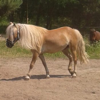 Koń HMED