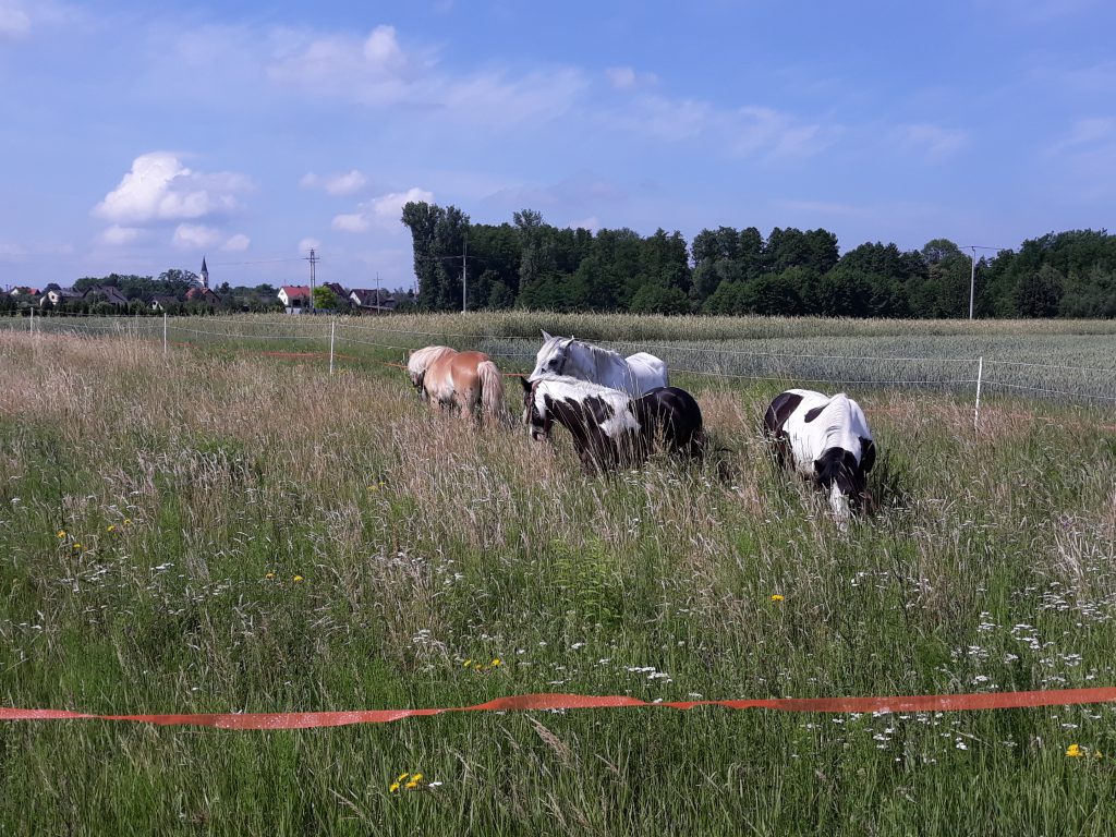 Nasze konie na pastwisku
