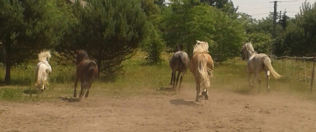 Rancho Pony 2