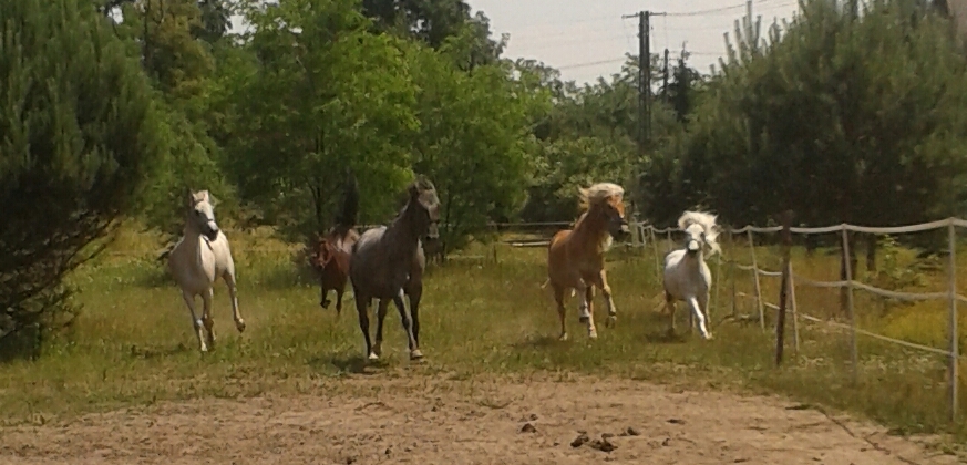 Rancho Pony