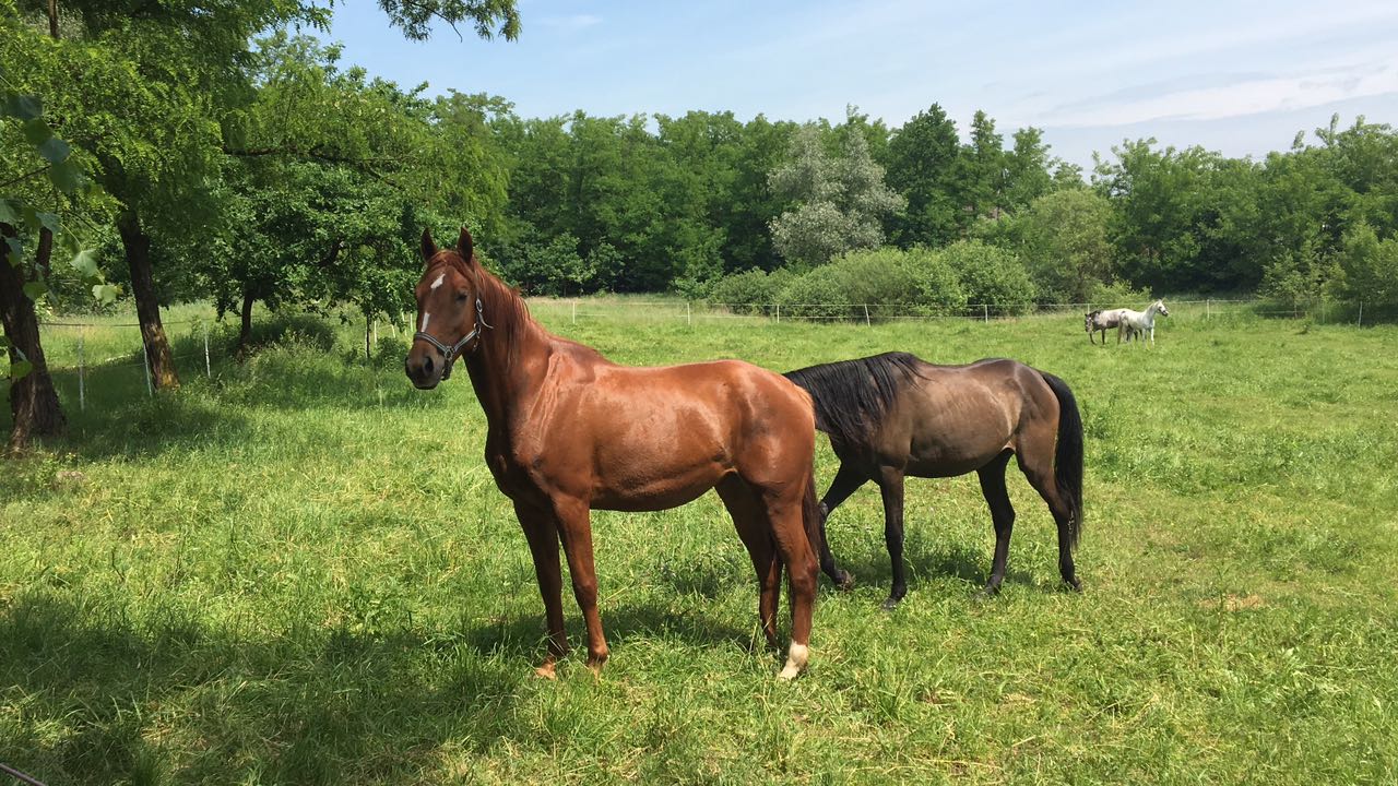 Rancho Pony